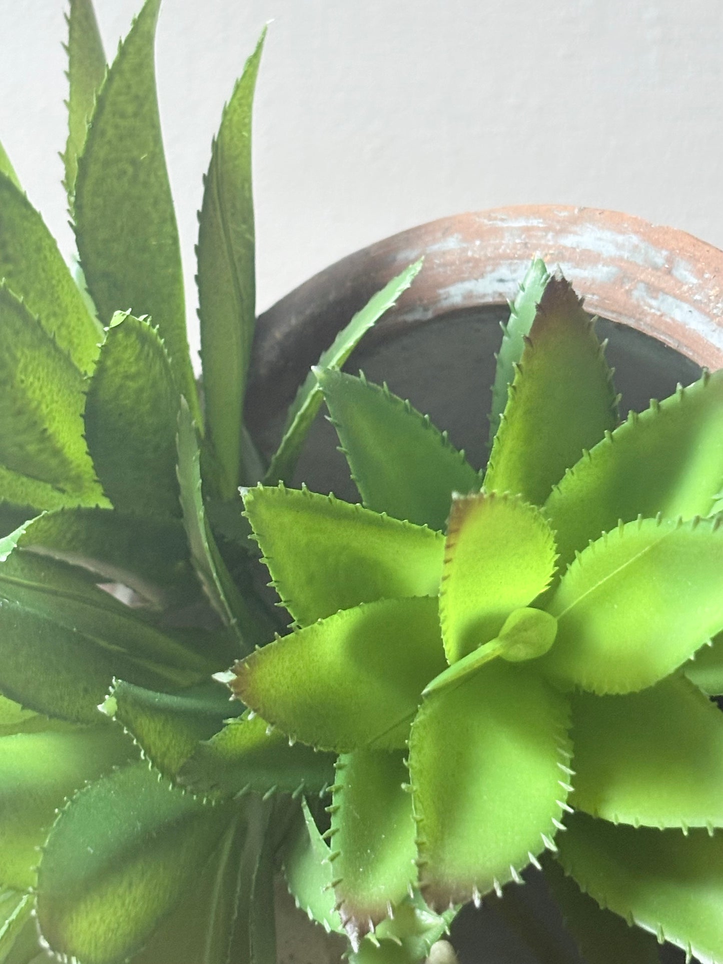 Spikey Succulent