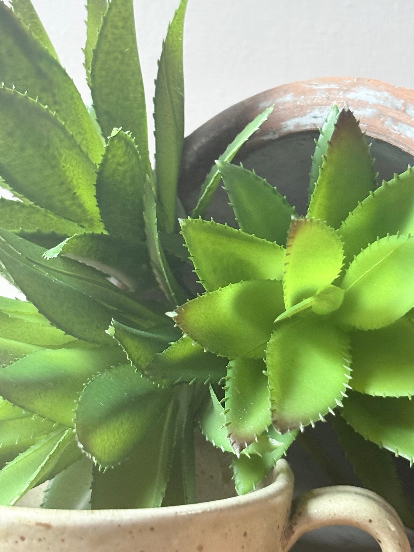 Spikey Succulent