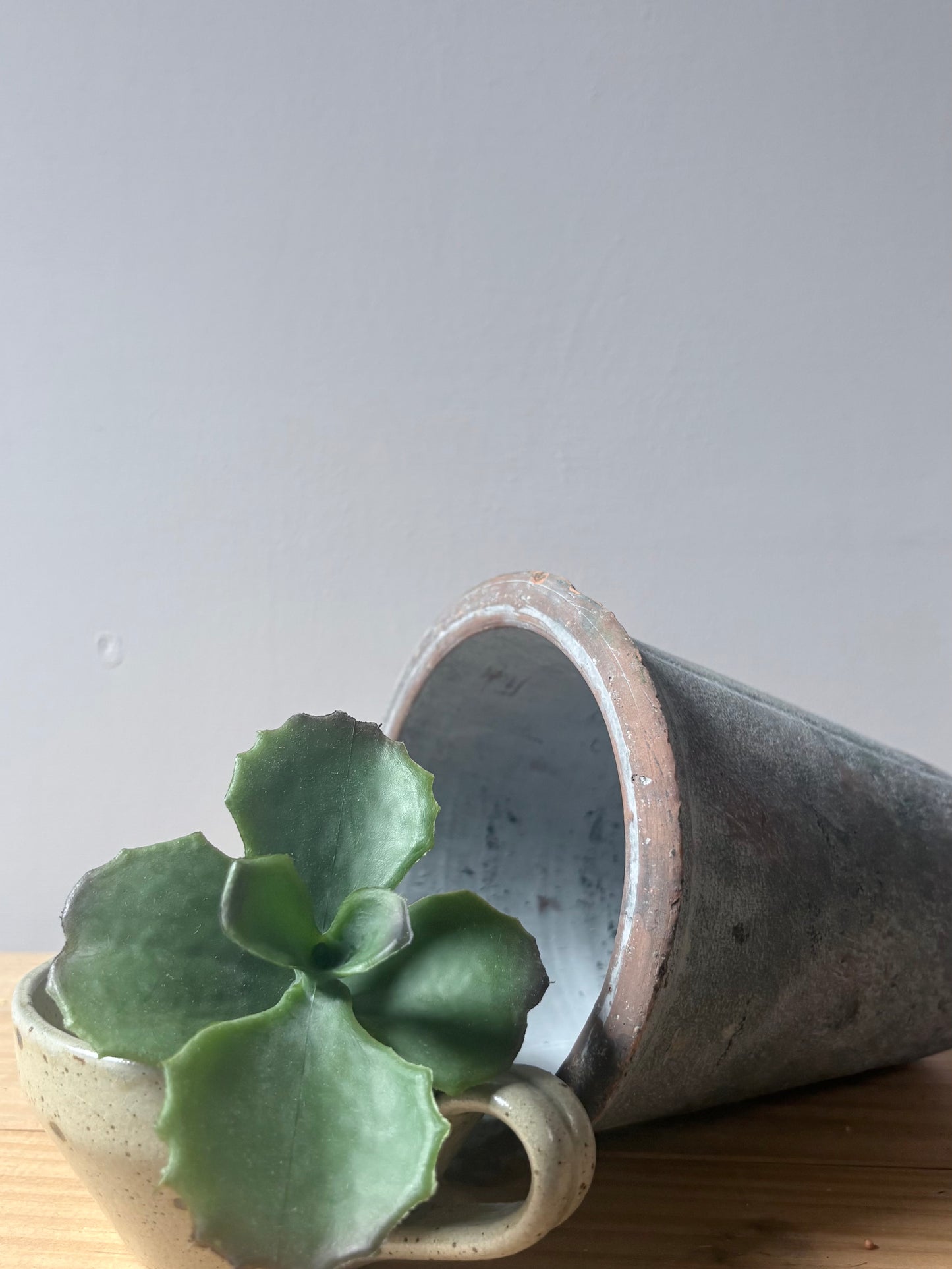 Ruffled Succulent