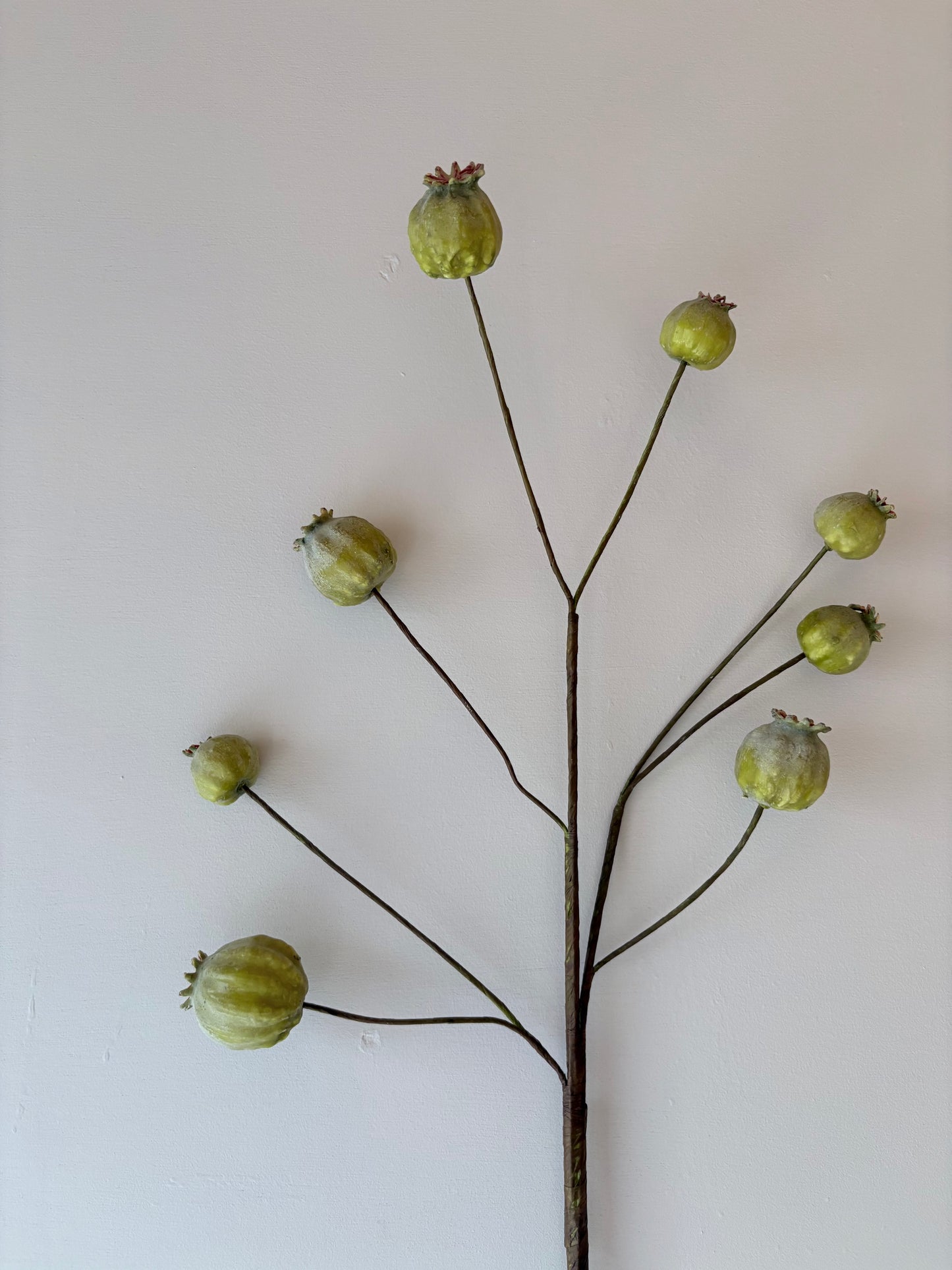 Poppy Seed Head - Green