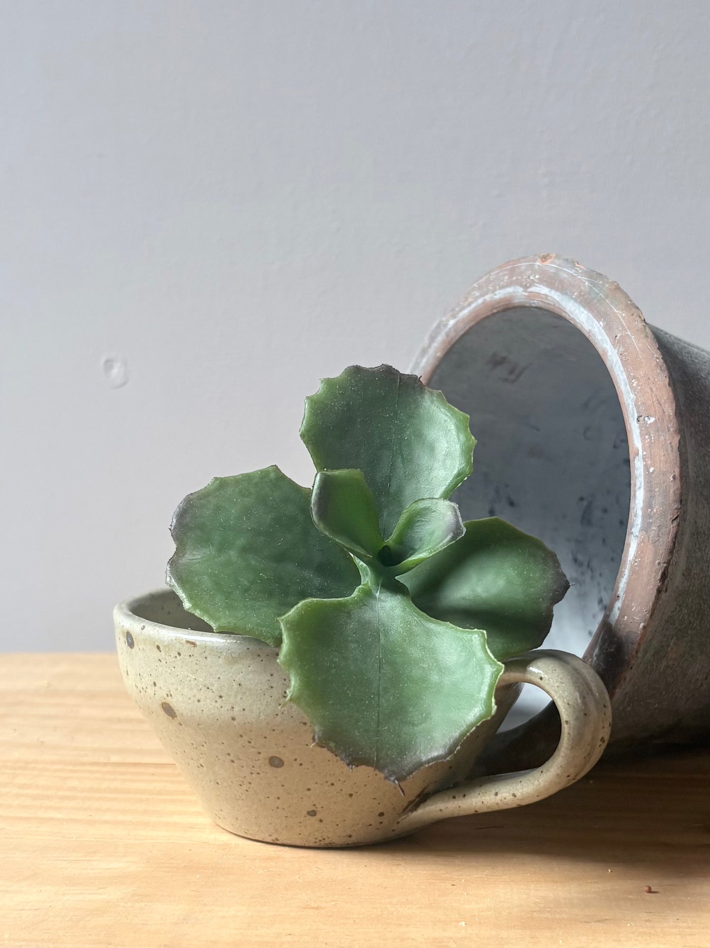 Ruffled Succulent