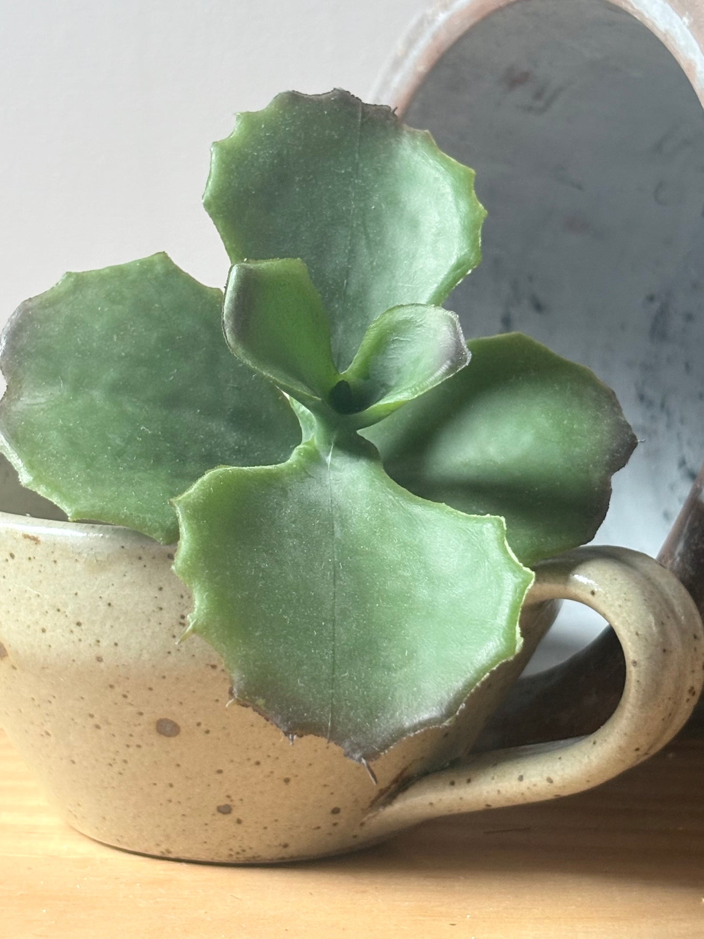 Ruffled Succulent