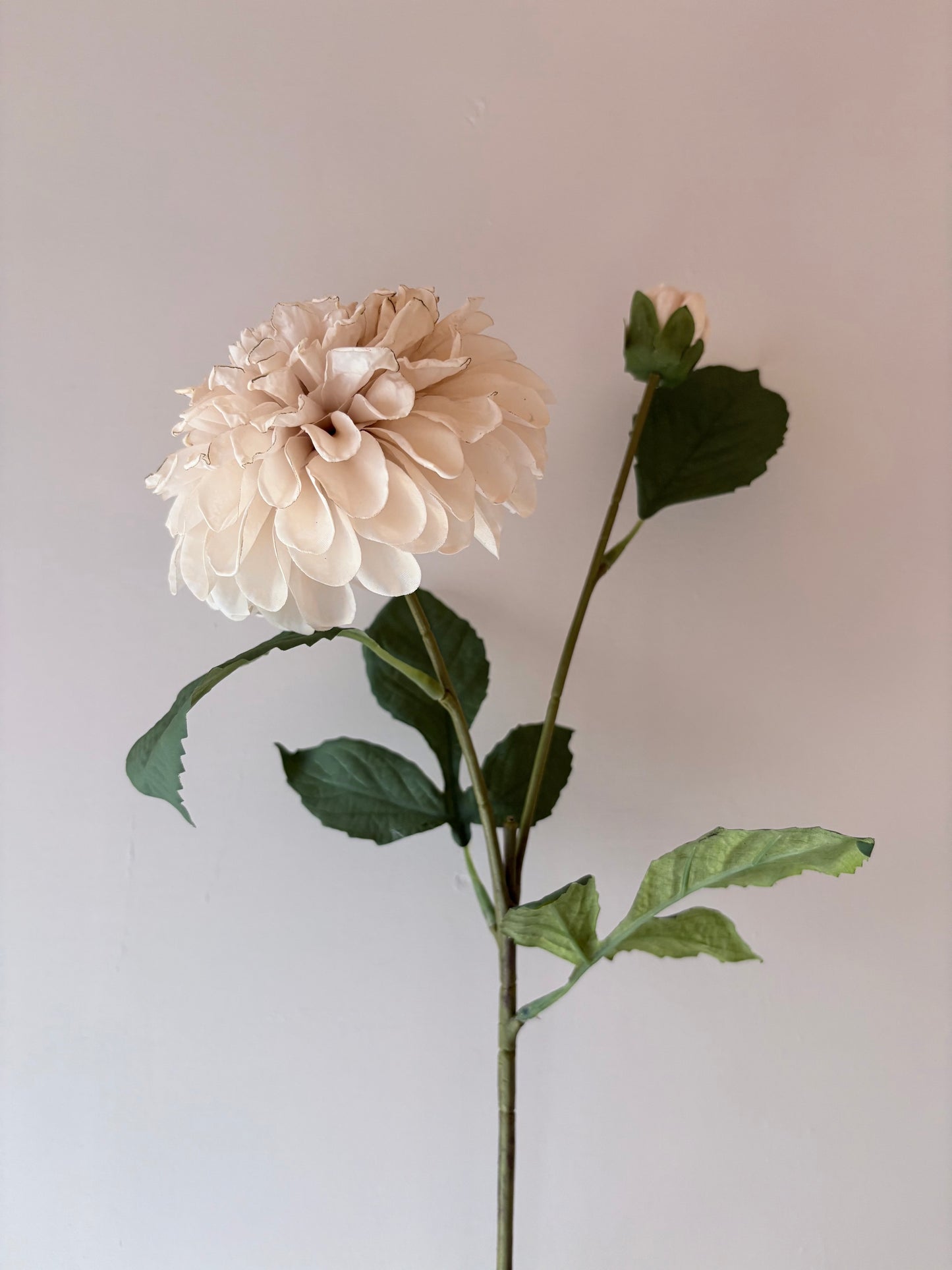 Pom Pom Dahlia Cream