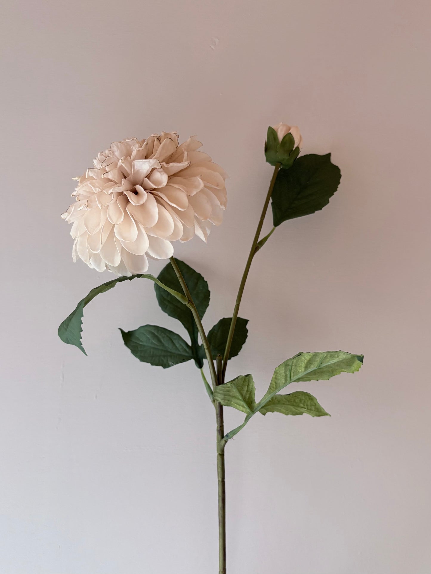 Pom Pom Dahlia Cream