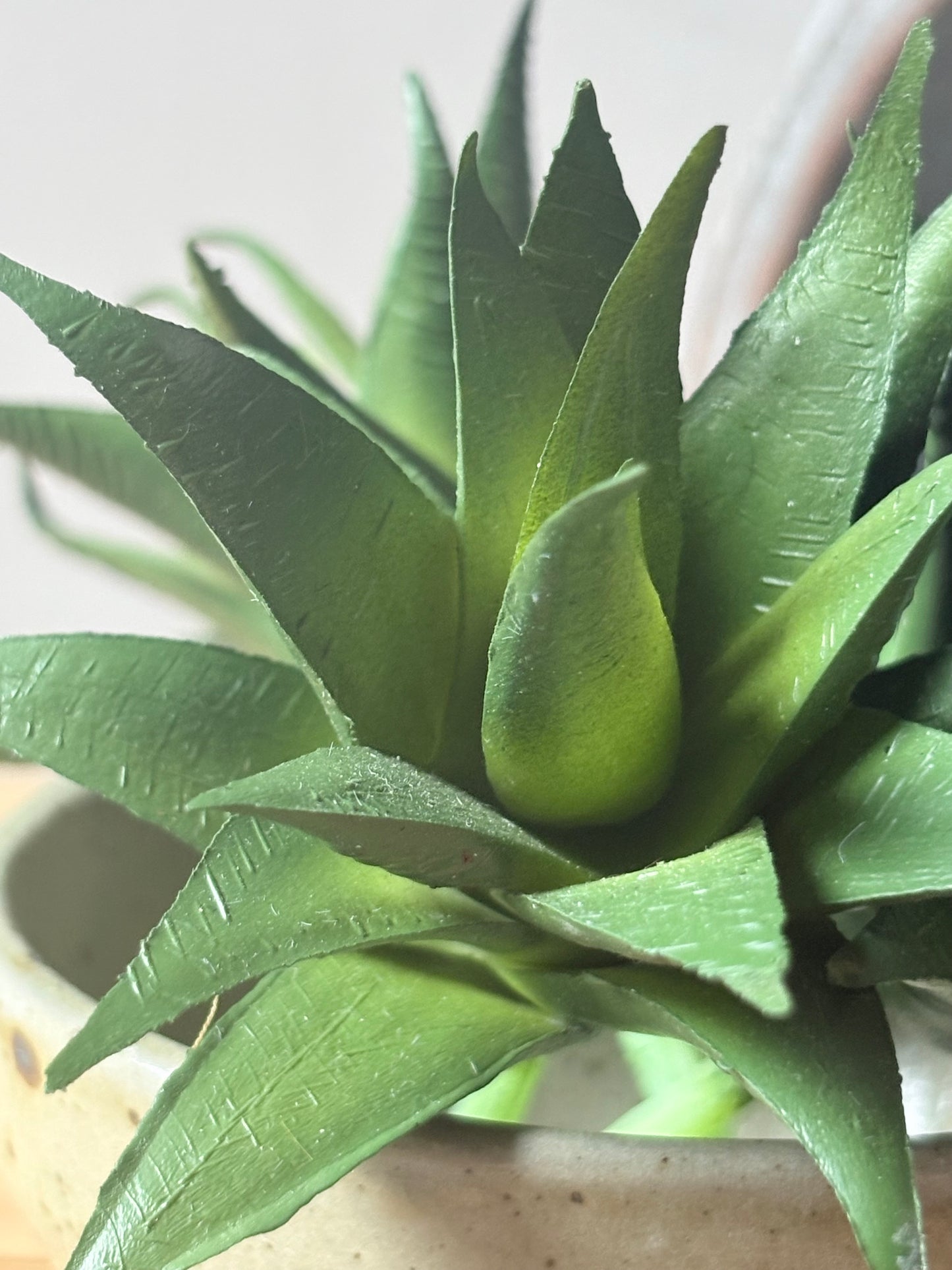 Aloe Vera Succulent