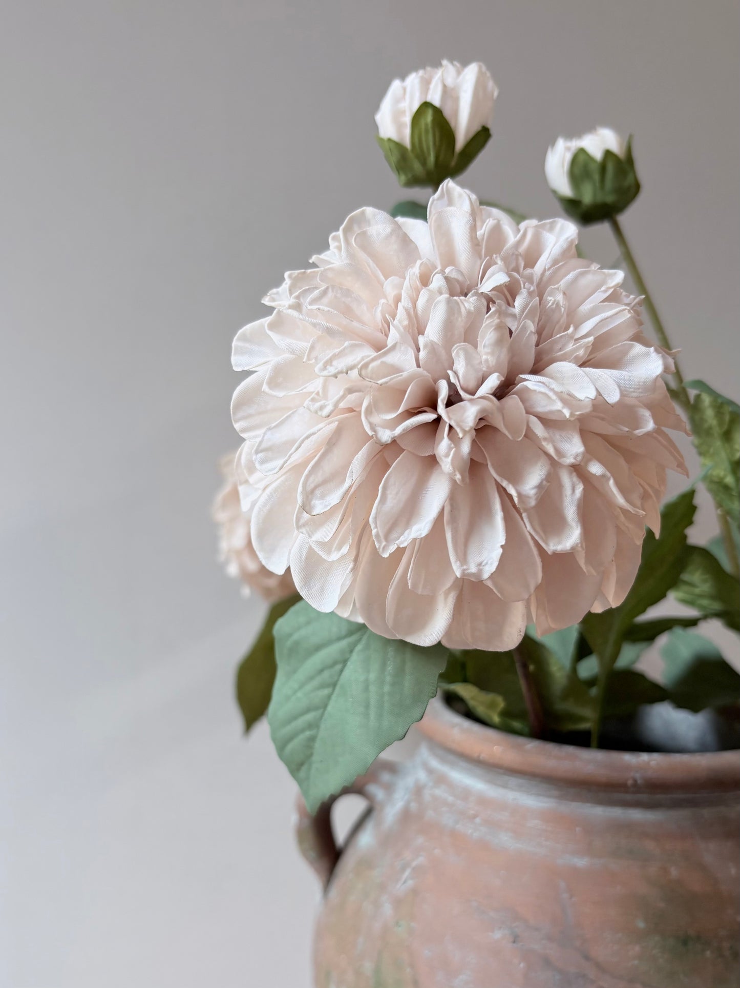 Pom Pom Dahlia Cream