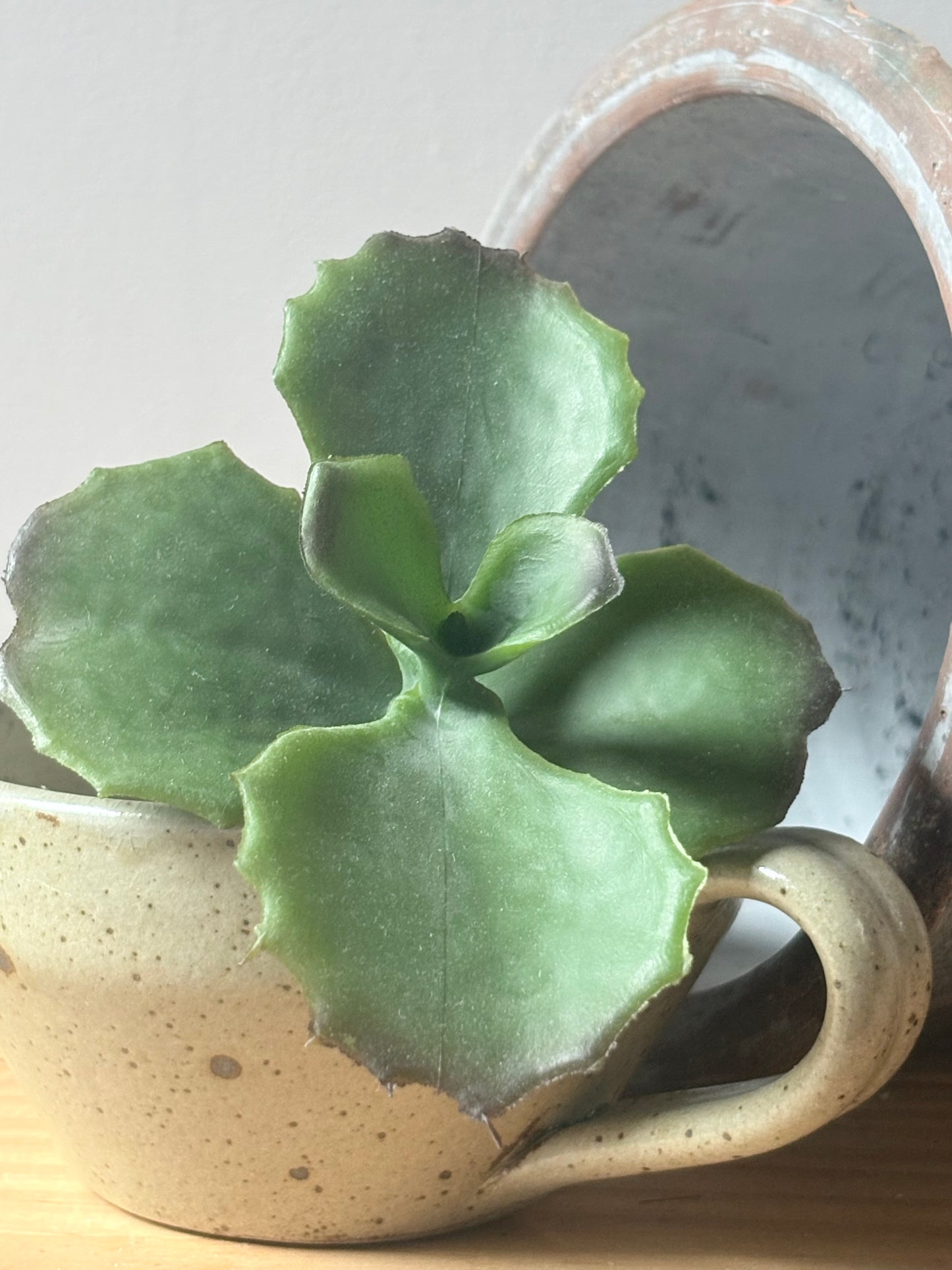 Ruffled Succulent