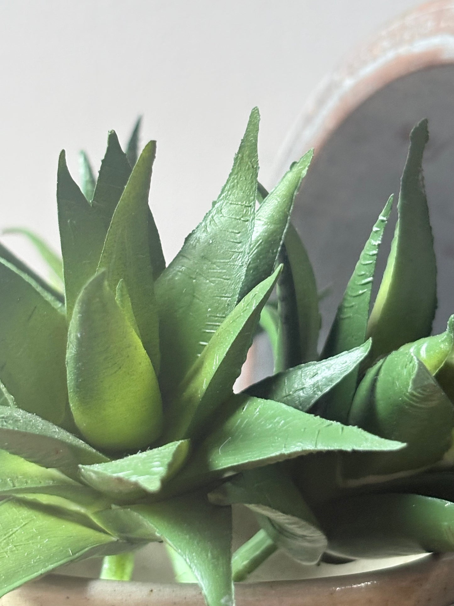 Aloe Vera Succulent