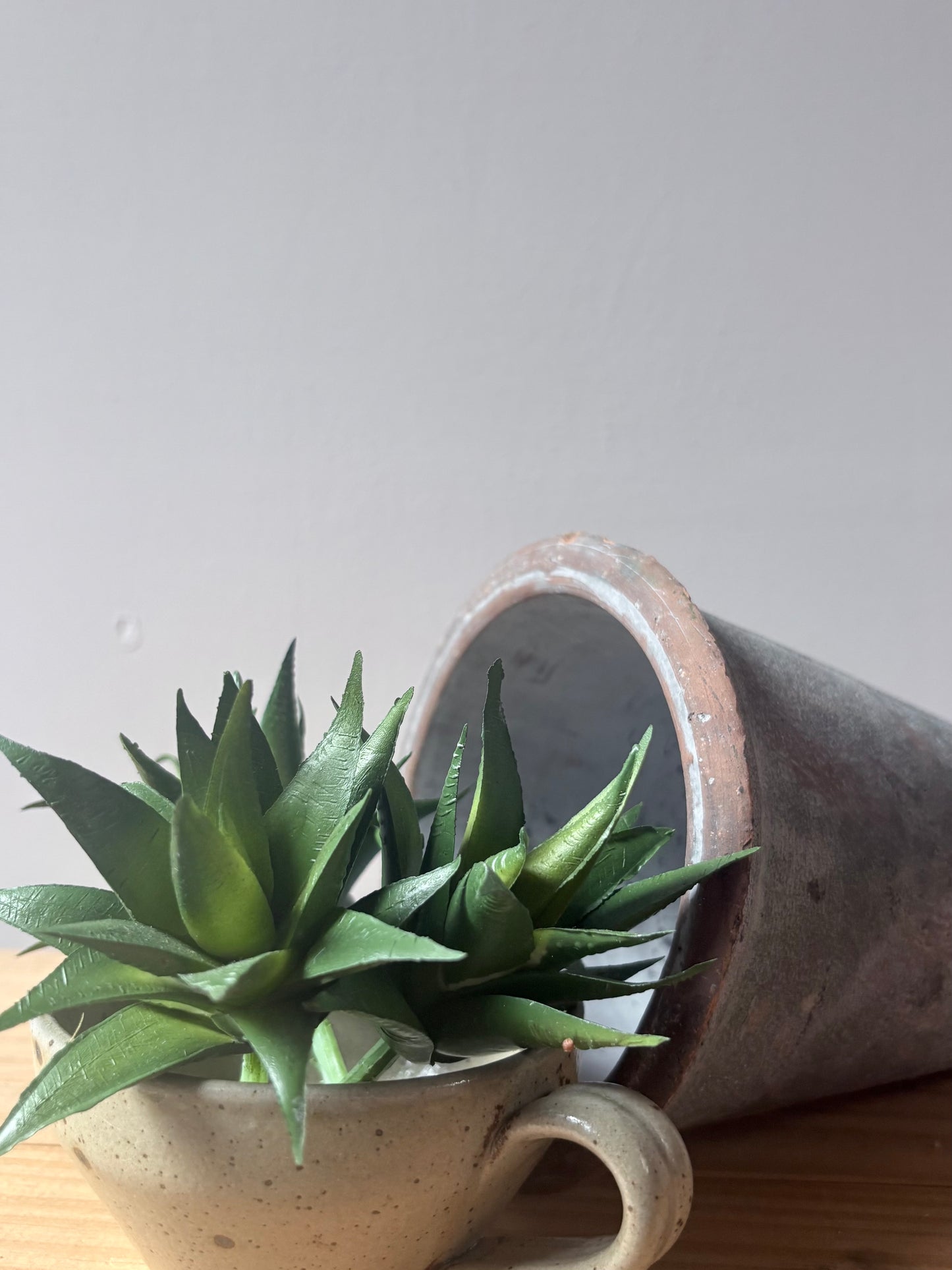 Aloe Vera Succulent
