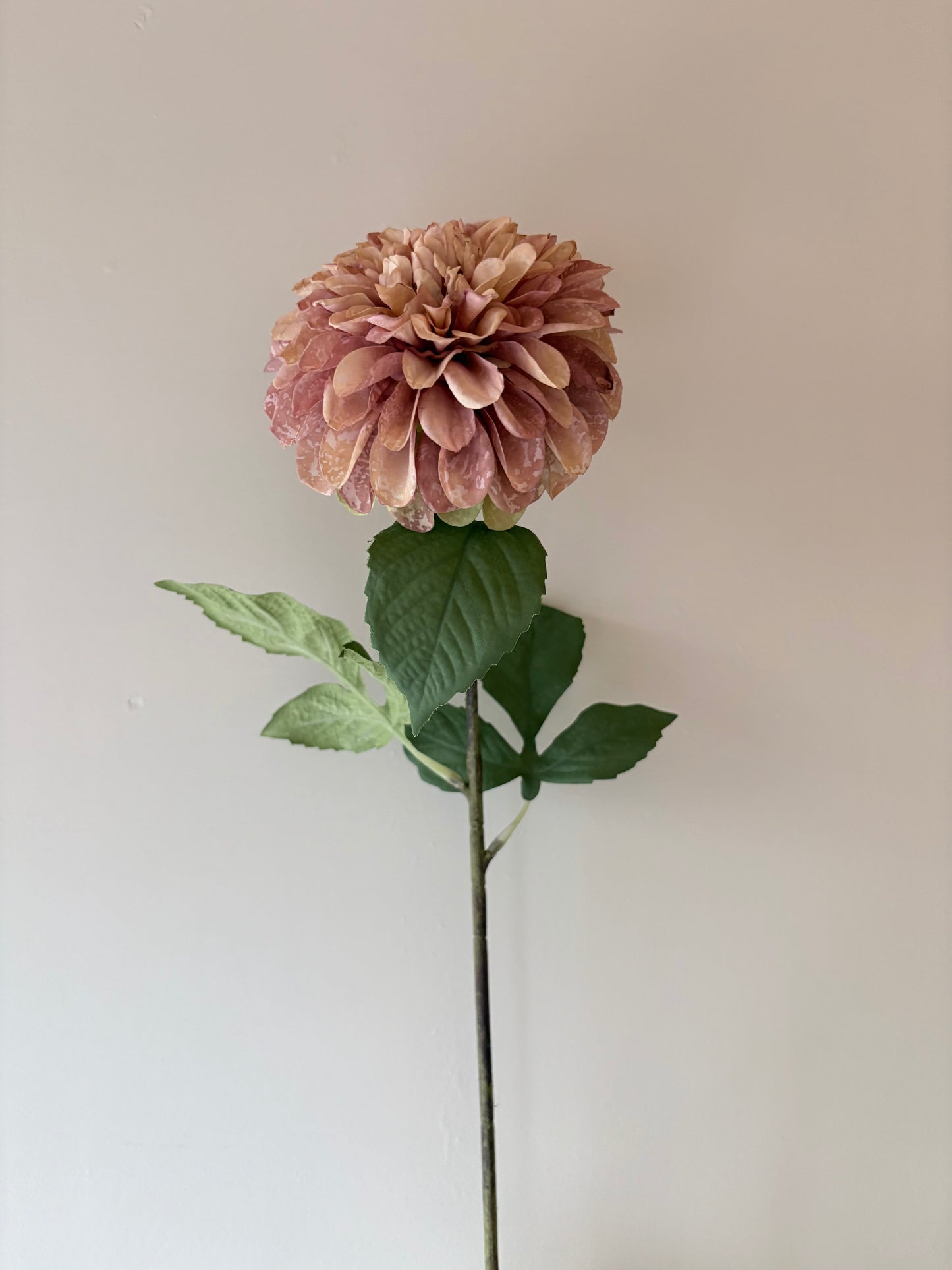 Pom Pom Dahlia Dusky Pink