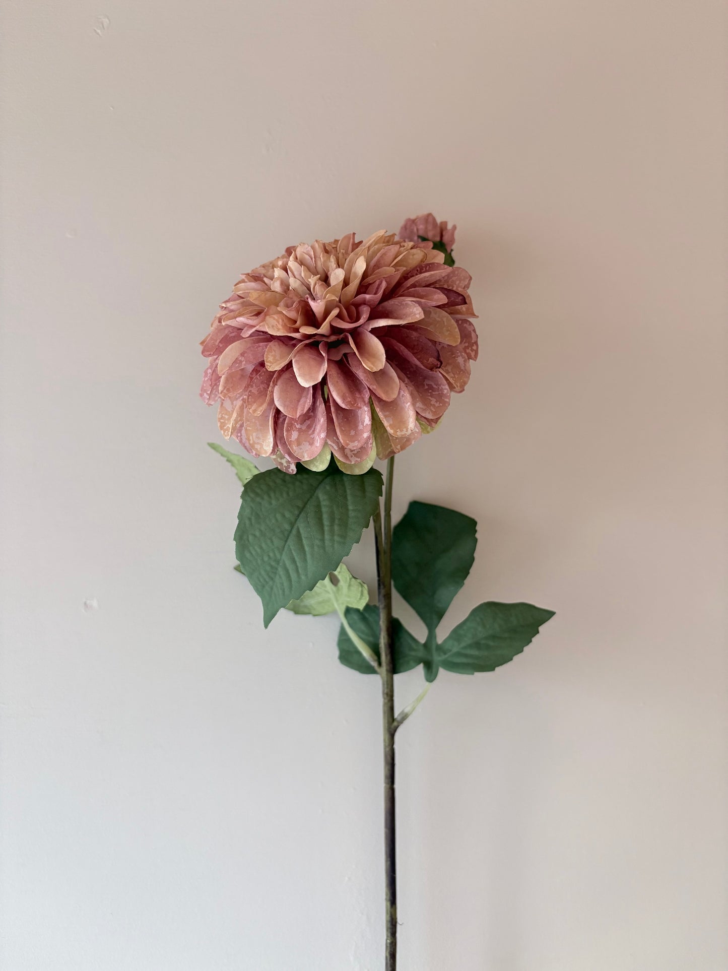 Pom Pom Dahlia Dusky Pink