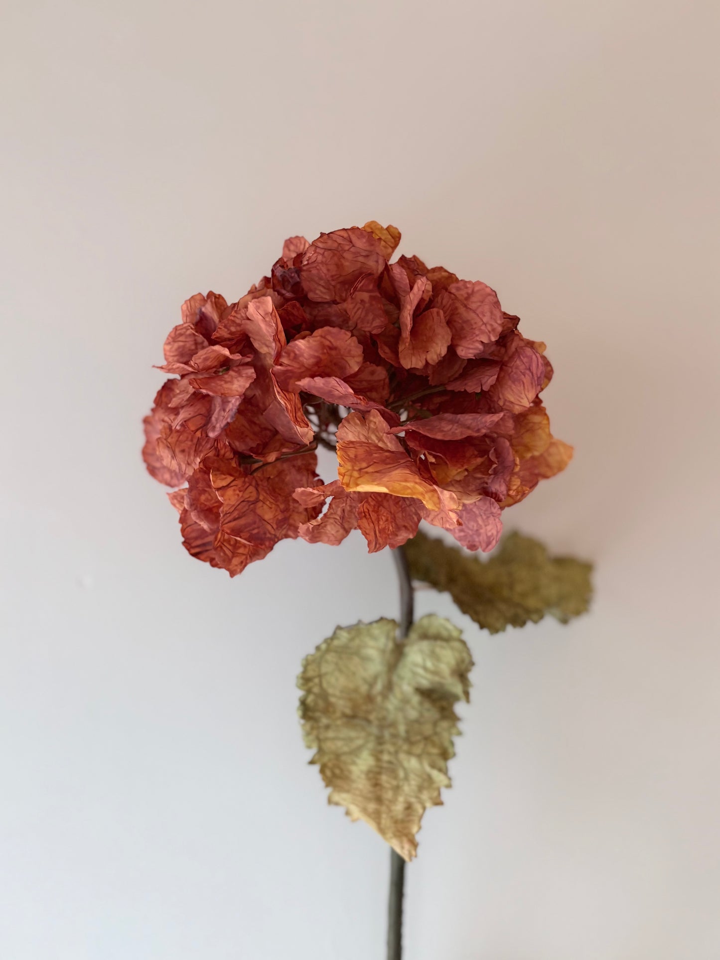 Vintage Hydrangea - Rust Orange