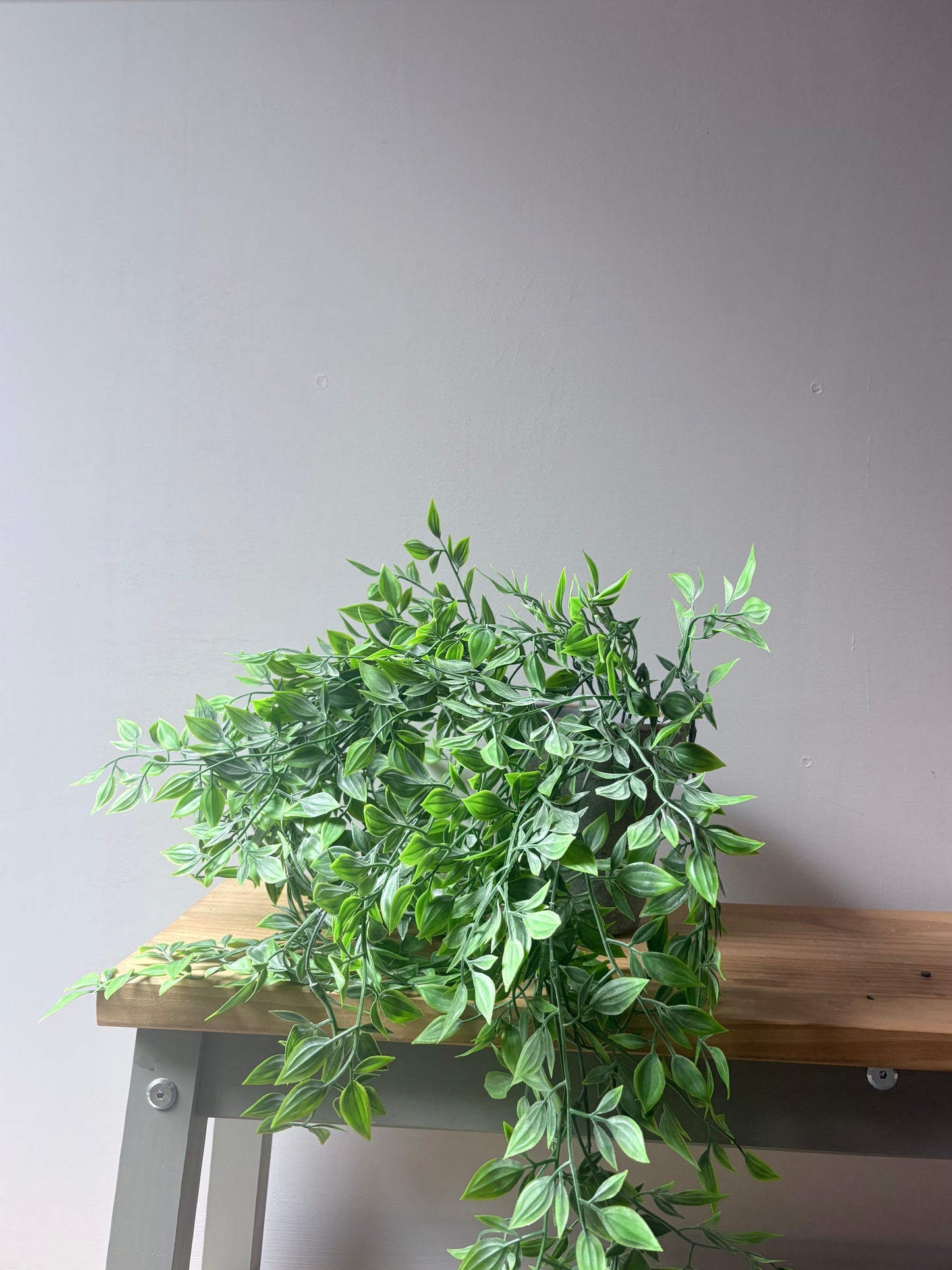 Trailing Ruscus Plant