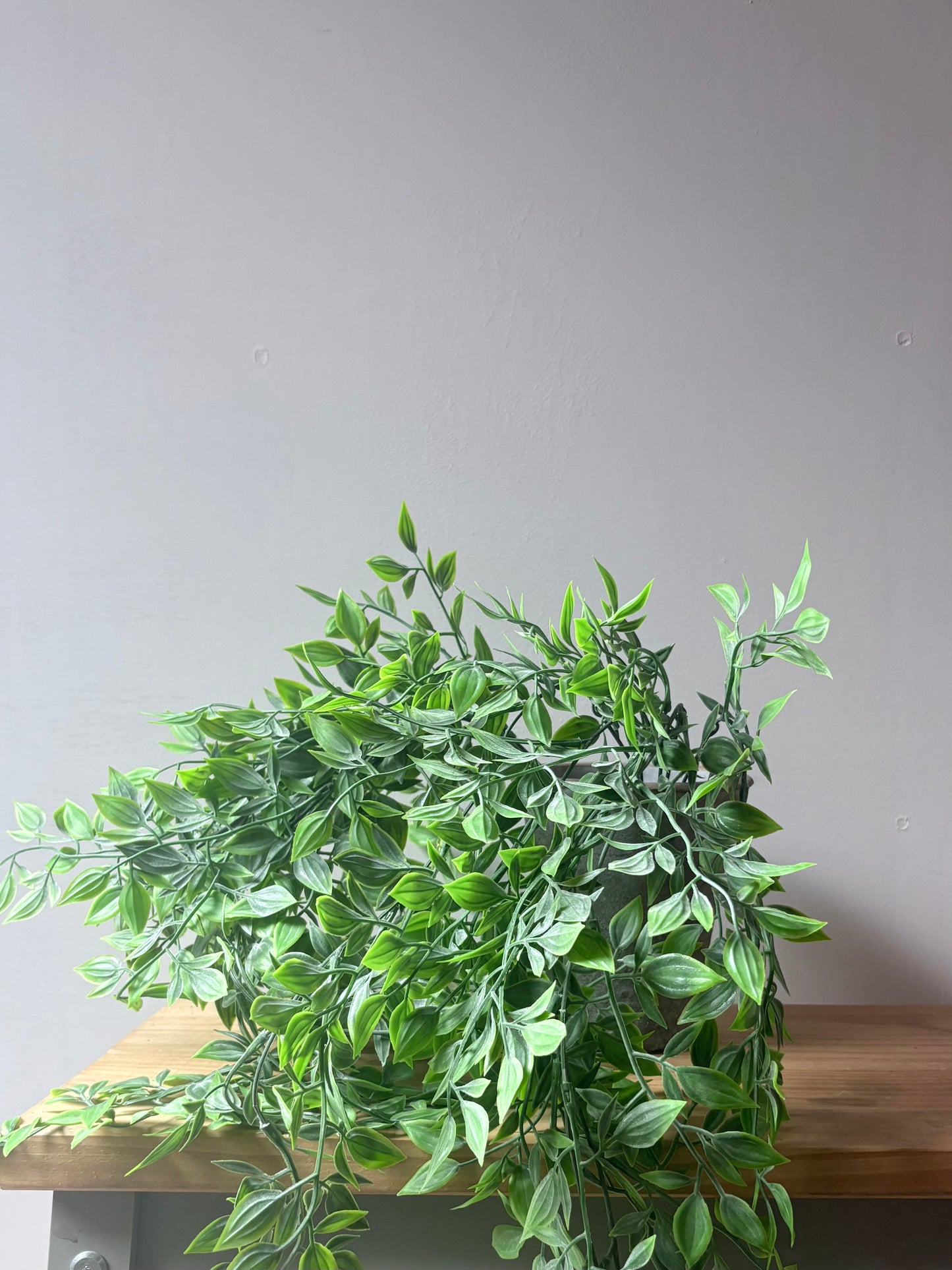 Trailing Ruscus Plant