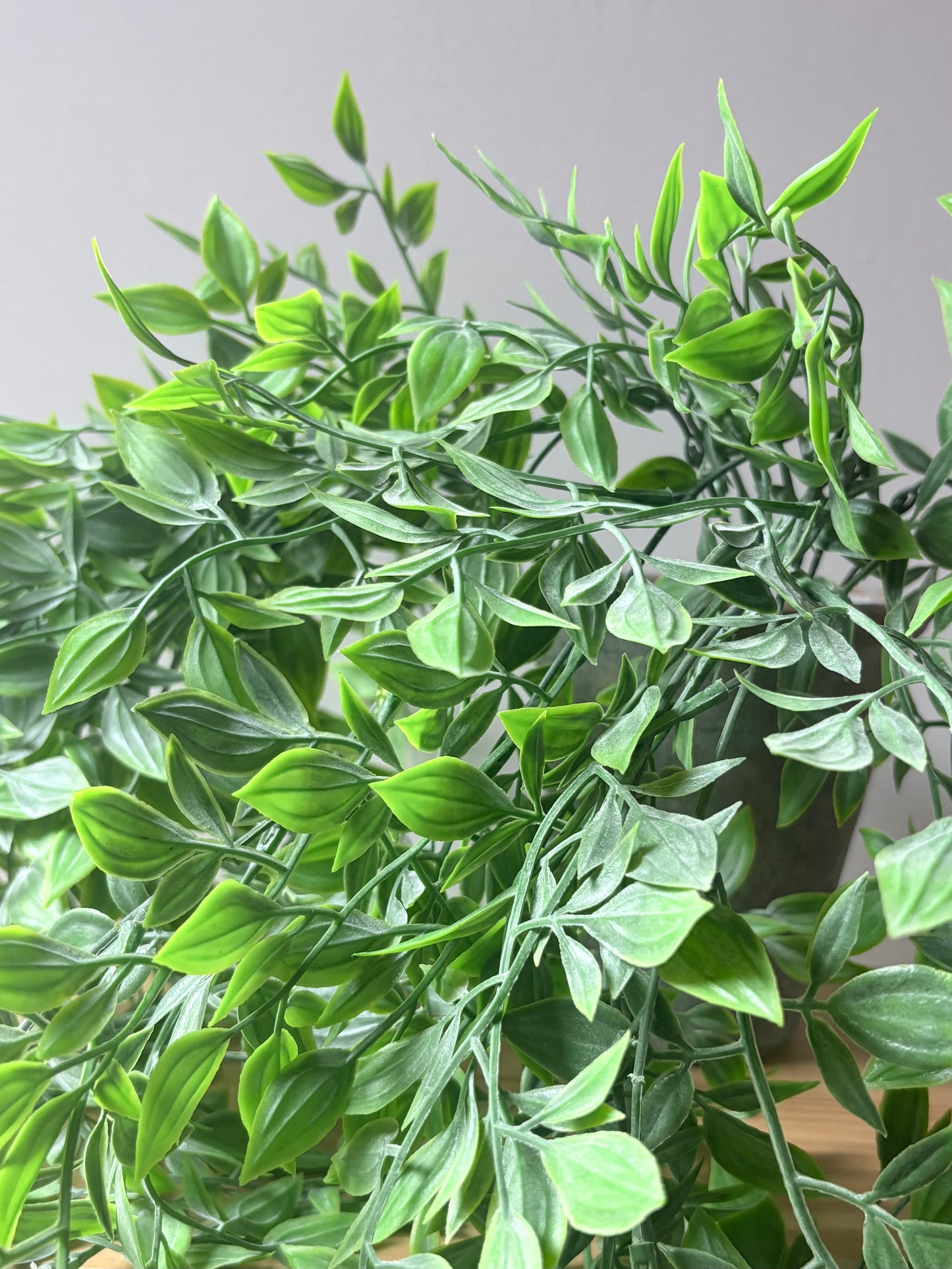 Trailing Ruscus Plant