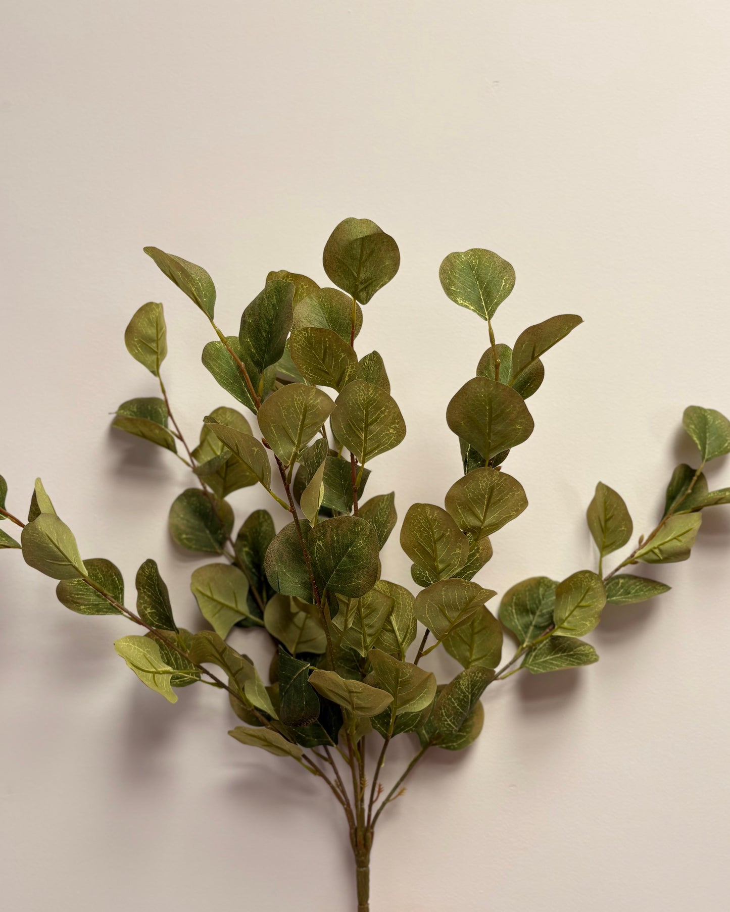 Eucalyptus Bunch (Green/Brown)