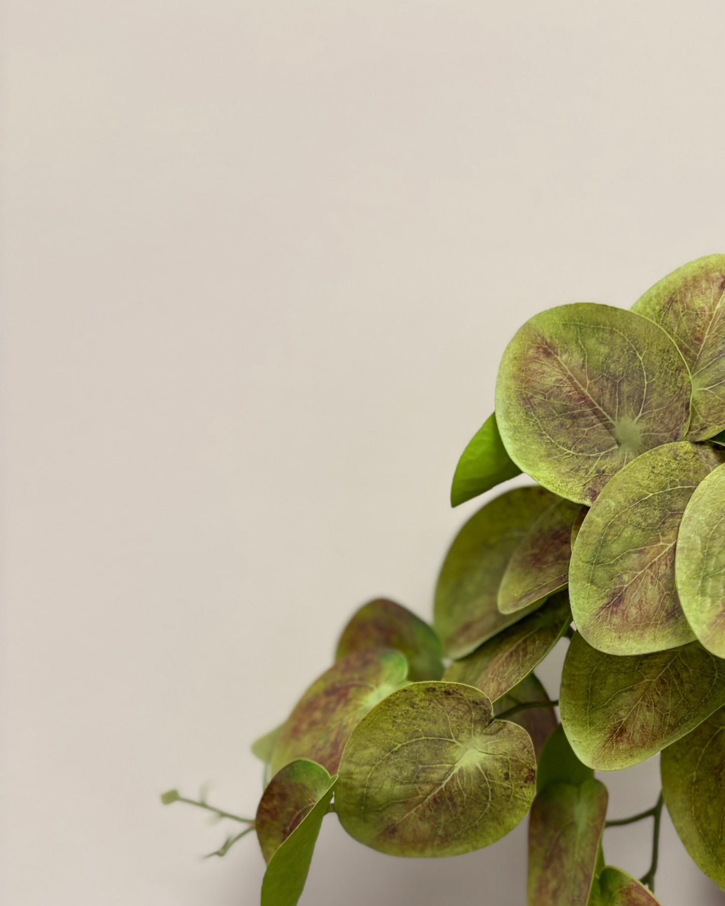 Mini Trailing Lily Pad Leaf Green- Brown