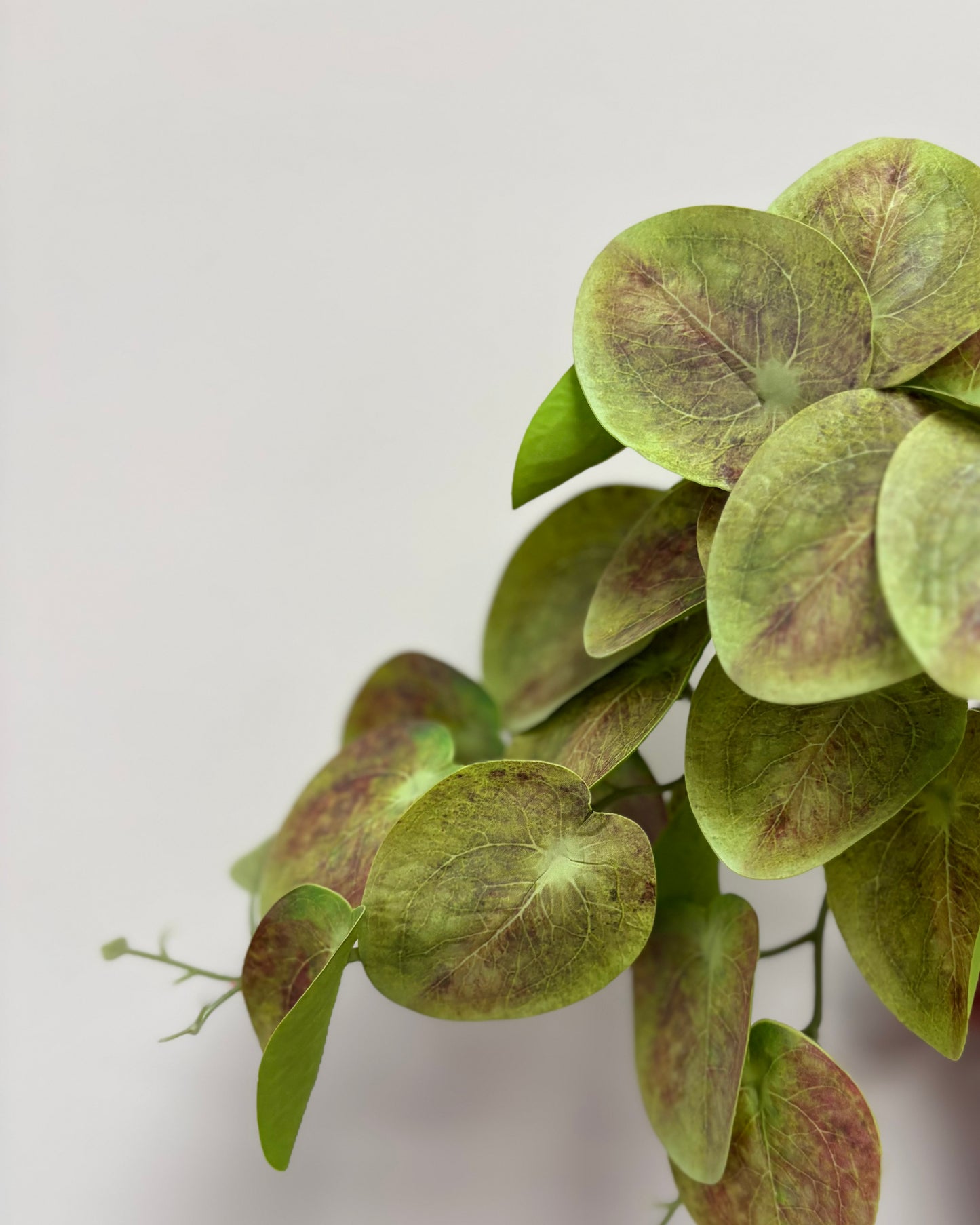 Mini Trailing Lily Pad Leaf Green- Brown