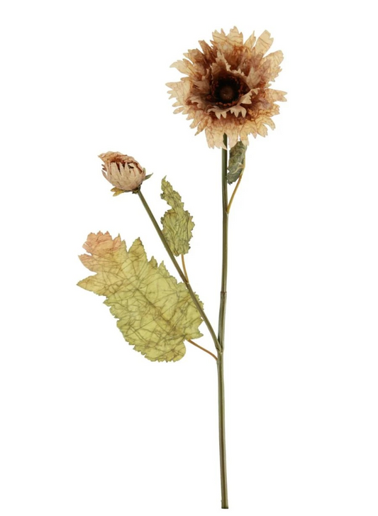 Ruffled Cappuccino Poppy