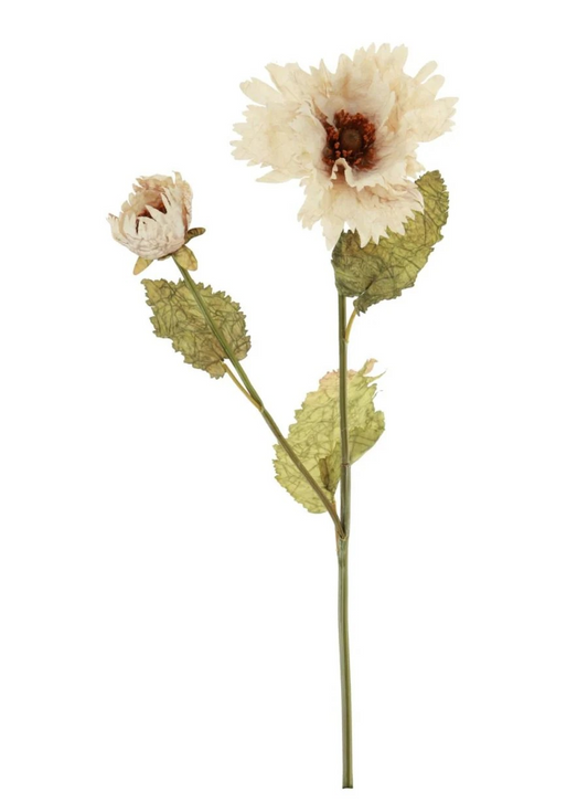 Ruffled Oyster Poppy