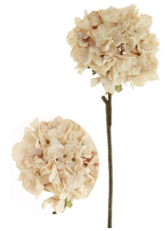 Oyster Ruffled Hydrangea
