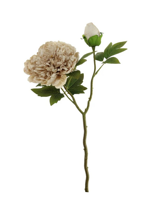 Oyster Open Peony
