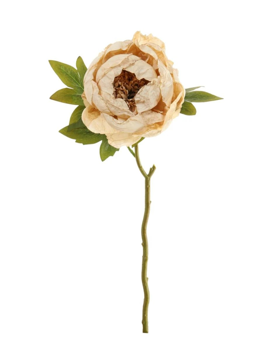 Oyster Closed Peony